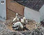 Capi_Dubne_20250628_171002.jpg