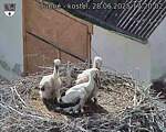 Capi_Dubne_20250628_172002.jpg