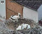 Capi_Dubne_20250628_174503.jpg