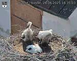 Capi_Dubne_20250628_183503.jpg