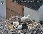 Capi_Dubne_20250628_184002.jpg
