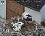 Capi_Dubne_20250628_191503.jpg