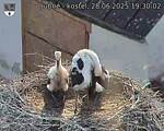 Capi_Dubne_20250628_193002.jpg