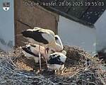 Capi_Dubne_20250628_195503.jpg