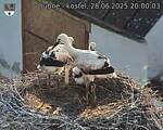 Capi_Dubne_20250628_200003.jpg