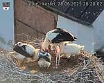 Capi_Dubne_20250628_202002.jpg