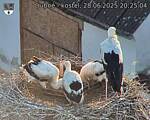 Capi_Dubne_20250628_202504.jpg