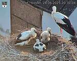 Capi_Dubne_20250628_203004.jpg