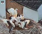 Capi_Dubne_20250628_204003.jpg