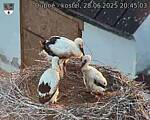 Capi_Dubne_20250628_204503.jpg