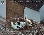Capi_Dubne_20250628_205503.jpg