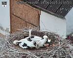 Capi_Dubne_20250628_210503.jpg