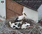 Capi_Dubne_20250628_211004.jpg