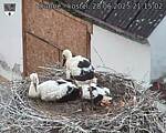 Capi_Dubne_20250628_211502.jpg