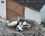 Capi_Dubne_20250628_212003.jpg