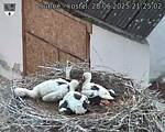 Capi_Dubne_20250628_212502.jpg