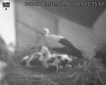 Capi_Dubne_20250628_215502.jpg