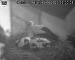 Capi_Dubne_20250628_220003.jpg