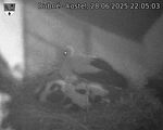 Capi_Dubne_20250628_220503.jpg