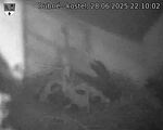 Capi_Dubne_20250628_221002.jpg
