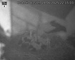 Capi_Dubne_20250628_221503.jpg