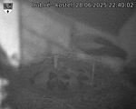 Capi_Dubne_20250628_224002.jpg
