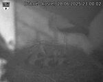 Capi_Dubne_20250628_230002.jpg