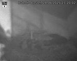 Capi_Dubne_20250628_232002.jpg