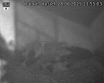 Capi_Dubne_20250628_235503.jpg