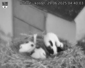 Capi_Dubne_20250629_044003.jpg (1350 x 1080)