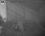 Capi_Dubne_20250630_000003.jpg