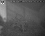 Capi_Dubne_20250630_000503.jpg