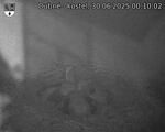Capi_Dubne_20250630_001002.jpg