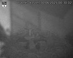 Capi_Dubne_20250630_003002.jpg