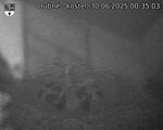 Capi_Dubne_20250630_003503.jpg