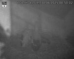 Capi_Dubne_20250630_005002.jpg