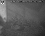 Capi_Dubne_20250630_005502.jpg