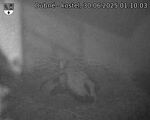 Capi_Dubne_20250630_011003.jpg