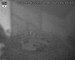 Capi_Dubne_20250630_011502.jpg