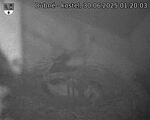 Capi_Dubne_20250630_012003.jpg