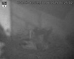Capi_Dubne_20250630_012502.jpg
