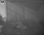Capi_Dubne_20250630_014503.jpg
