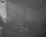 Capi_Dubne_20250630_015002.jpg