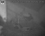 Capi_Dubne_20250630_022502.jpg