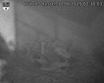Capi_Dubne_20250630_023003.jpg