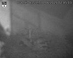 Capi_Dubne_20250630_024503.jpg