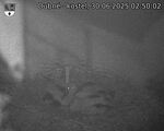 Capi_Dubne_20250630_025002.jpg