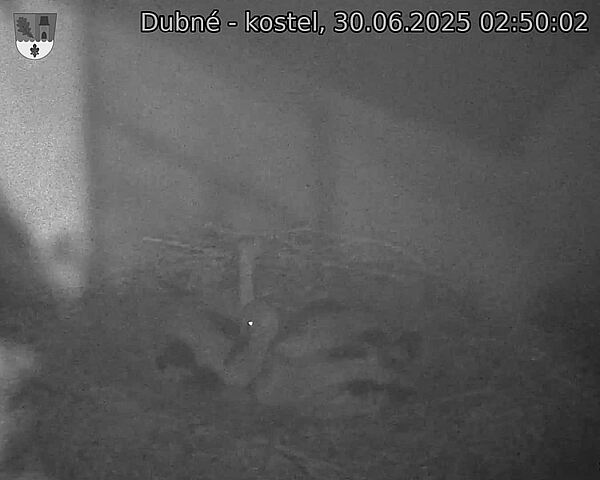Capi_Dubne_20250630_025002.jpg (1350 x 1080)