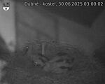 Capi_Dubne_20250630_030002.jpg
