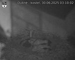 Capi_Dubne_20250630_031002.jpg